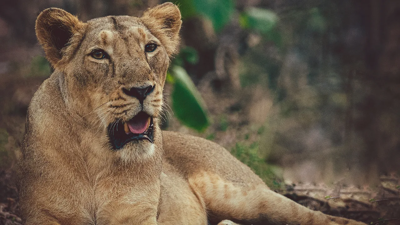 Gujarat Travel – Asiatic lion in Gir National Park