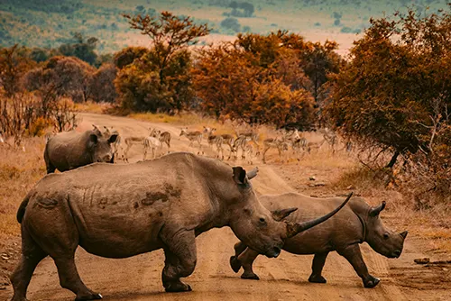 South Africa tourism with safaris, Cape Town landmarks and scenic coasts