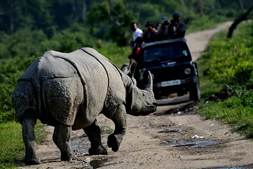 Assam tourism showcasing Kaziranga wildlife and tea gardens