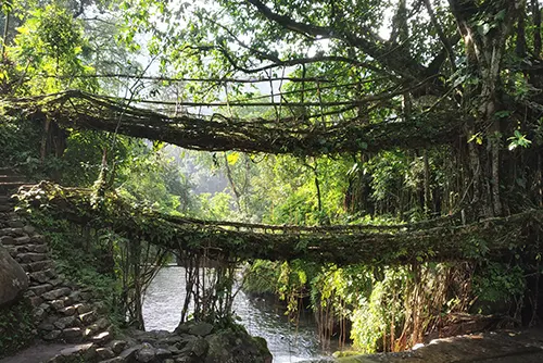 Meghalaya tourism with living root bridges, waterfalls and green hills