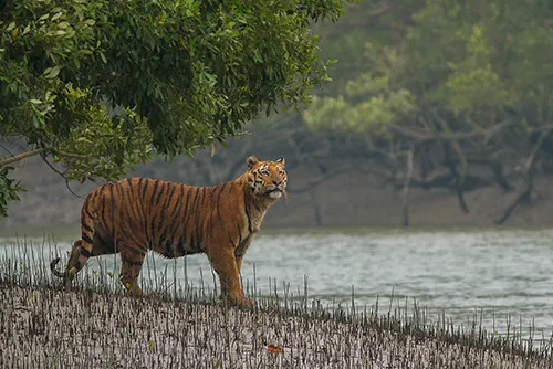 West Bengal tourism with Kolkata heritage, Sundarbans and Darjeeling tea gardens