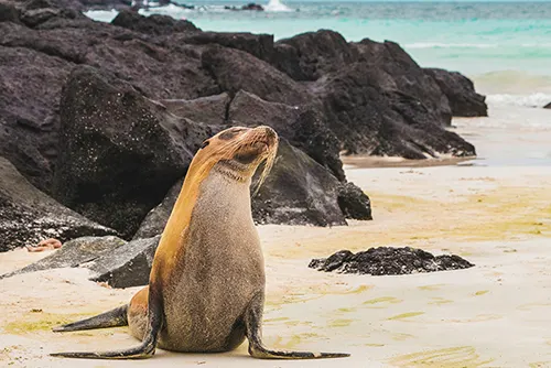 Galapagos Islands tourism with unique wildlife, cruises and marine adventures