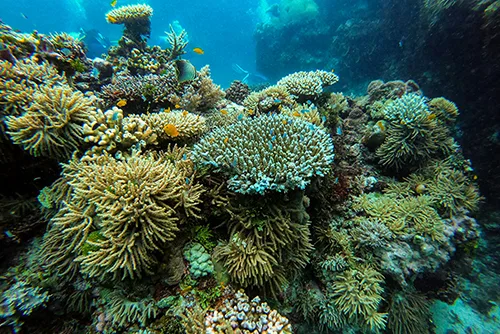 Great Barrier Reef tourism showcasing coral reefs, marine life, and diving adventures