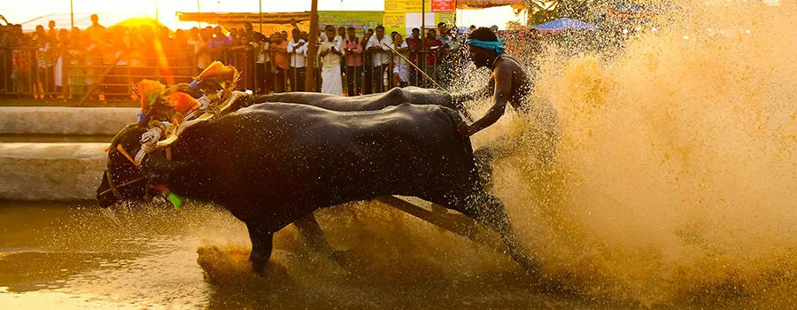 <?php echo Senior-Friendly Homestays Near Mangalore and Udupi ?>
