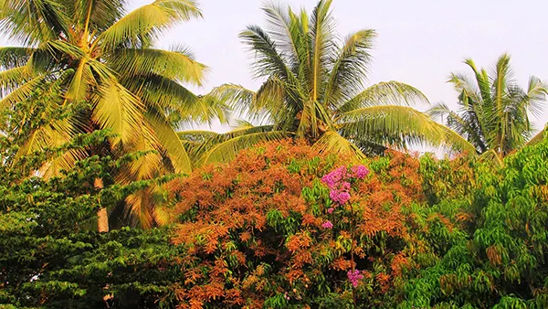 <?php echo Senior Nature-Based Wellness Getaways in North Karnataka ?>