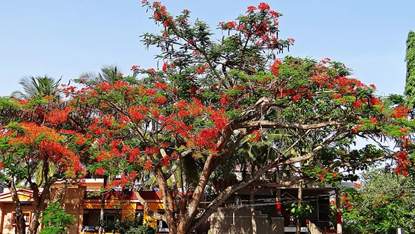 <?php echo Senior-Friendly Walks Near Unkal Lake ?>