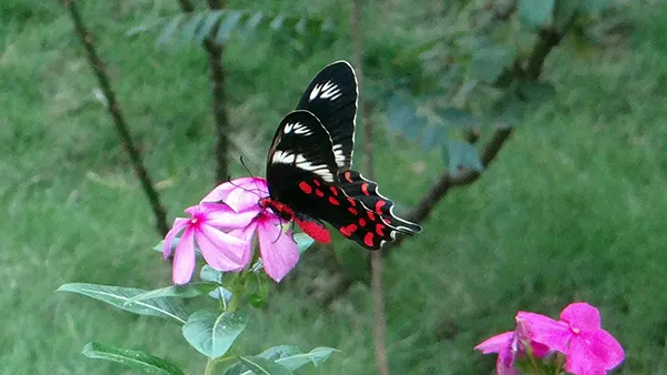 <?php echo Birdwatching Walks for Seniors at Unkal Lake ?>