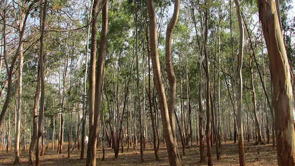 <?php echo Senior Wellness Retreats in Kittur Region ?>