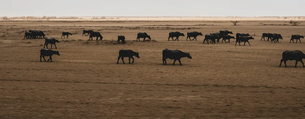 <?php echo 4N/5D Kutch Desert and Coastal Tour Package from Ahmedabad ?>