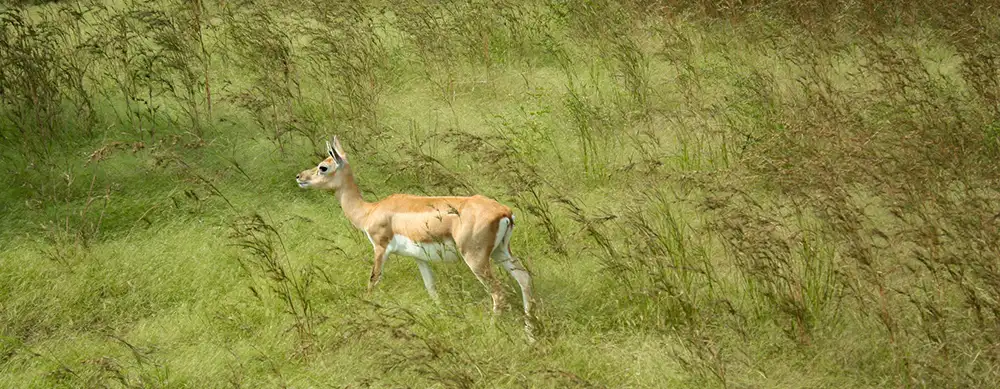 <?php echo 3N/4D Rajkot Gir Junagadh and Porbandar Tour Package ?>