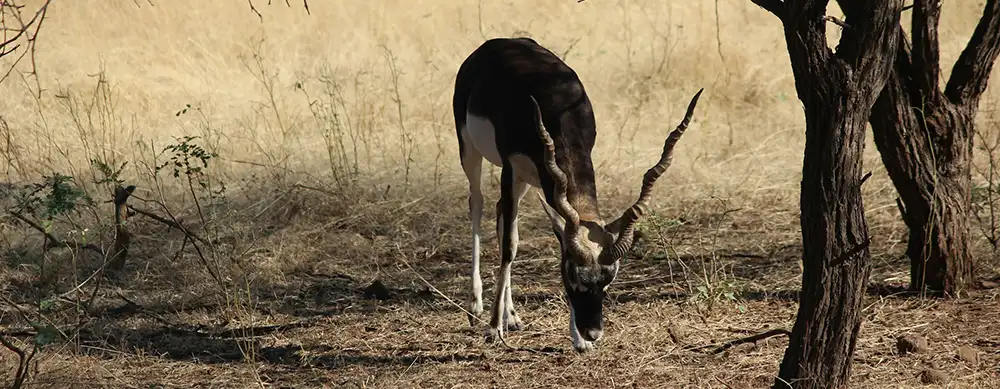 <?php echo 4N/5D Saurashtra Wildlife and Heritage Tour Package ?>