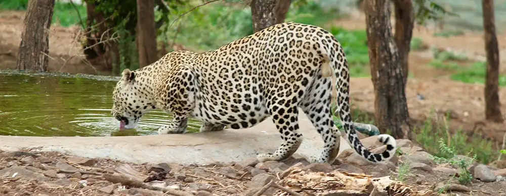 <?php echo 3N/4D Ahmedabad Heritage and Religious Tour Package ?>