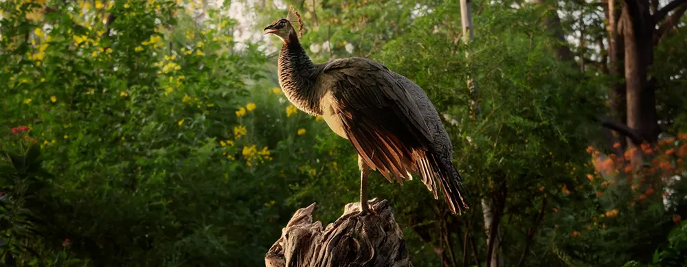 <?php echo 3N/4D Saputara Wildlife and Nature Tour Package ?>