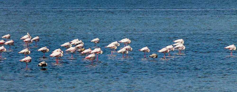<?php echo 4N/5D Kutch Heritage, Desert and Beach Tour Package ?>