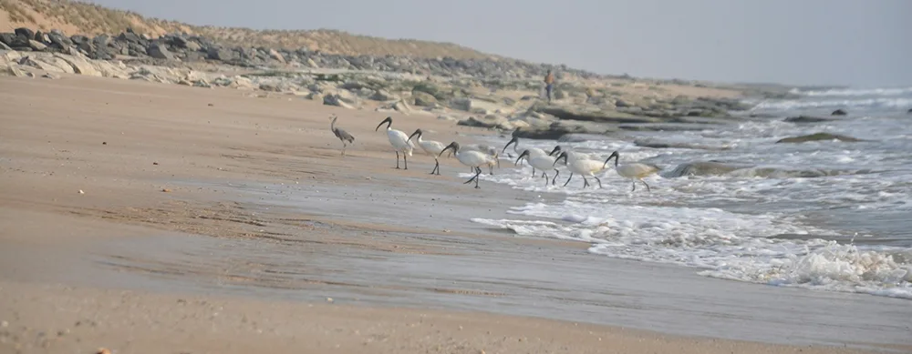 <?php echo 5N/6D Sasan Gir Dwarka Somnath Spiritual and Wildlife Tour Package ?>