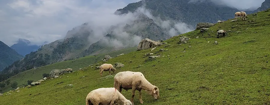 <?php echo Book Pahalgam Kashmir Holiday with Scenic Sightseeing ?>