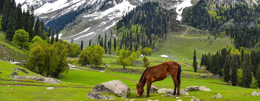 <?php echo Premium Kashmir Snow Vacation ?>