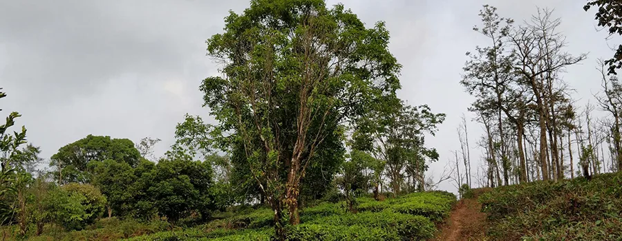 <?php echo Kodagu Sustainable Travel Guide ?>