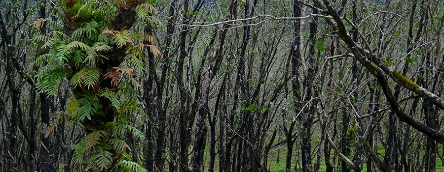 <?php echo Bhagamandala Talacauvery Tour Guide ?>