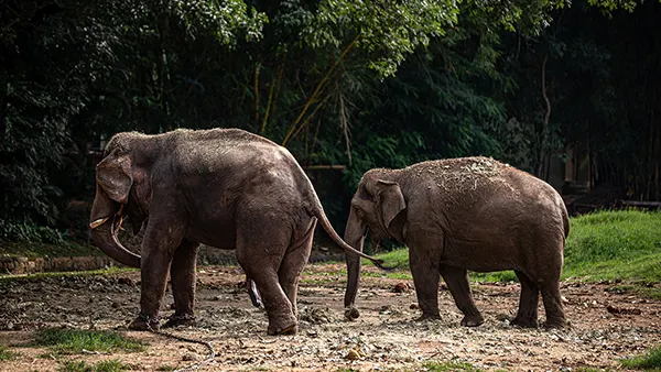 <?php echo intergenerational travel packages Mysore ?>