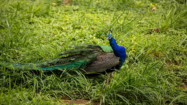<?php echo elderly travel services Mysore with full-time support ?>