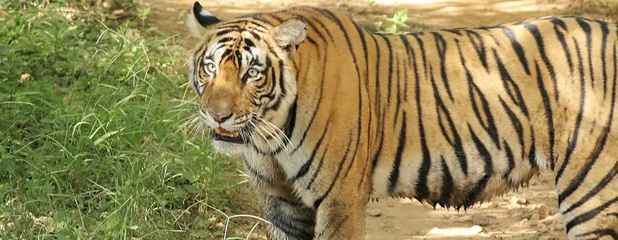 <?php echo Jodhpur Luxury Tour Package ?>