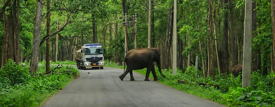 <?php echo Assisted Tempo Traveller Tumkur For Aged Travelers ?>