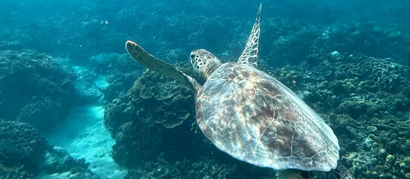 <?php echo 3N Seminyak 2N Gili Air 2N Ubud Bali Tour Package ?>