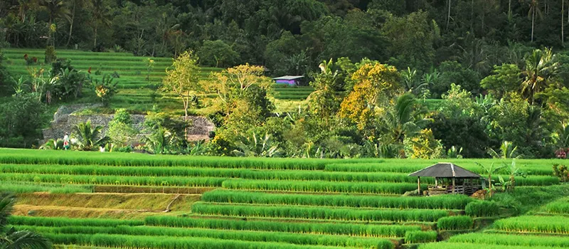 <?php echo 3 Nights Bali Family Tour Deal ?>