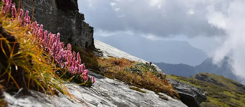 <?php echo Char Dham Sacred Journey from Belgium - Guided Temple Tour ?>
