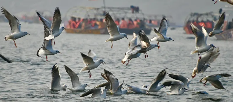 <?php echo 3-Day Prayagraj Magh Mela Premium Tent Package Starting INR17,500 ?>