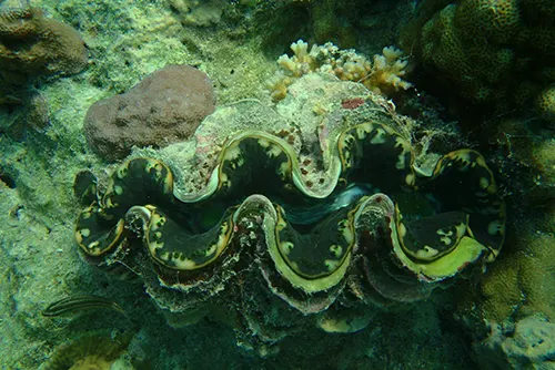 Lakshadweep islands coral reefs turquoise waters beach tourism travel destination