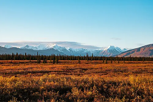 Denali National Park Alaska wildlife mountains tourism travel destination