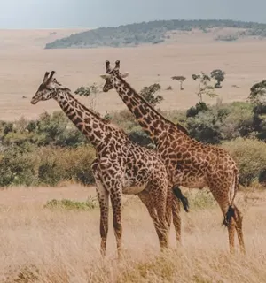 Kenya wildlife safaris and national park holidays with Pikme