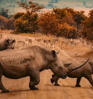 South Africa wildlife and cultural city tours with Pikme