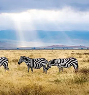 Tanzania Serengeti safaris and Zanzibar holidays with Pikme