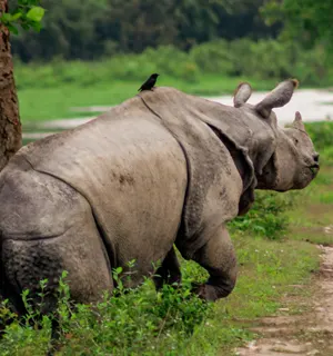 Discover tea gardens and wildlife sanctuaries in Assam