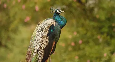 Bandipur National Park wildlife tourism