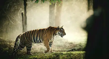 Kabini wildlife tourism featuring river safaris, forests, luxury stays, and nature travel