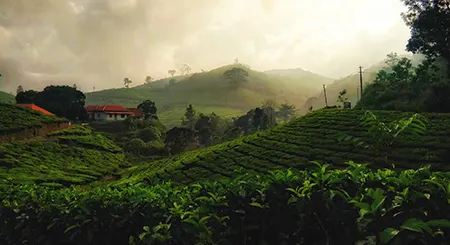 Munnar Kerala hill station tourism with tea gardens, misty landscapes, and peaceful holiday travel