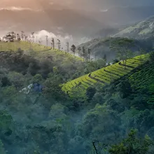Munnar tea plantations and hill trip featuring misty views, lush greenery, and cool travel escapes