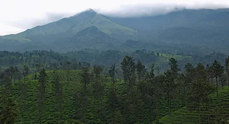 Wayanad Kerala nature tour with forests, waterfalls, wildlife sanctuaries, and eco travel experiences