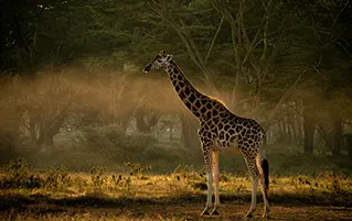 Kenya safari package exploring Amboseli, Lake Elementaita, and Maasai Mara landscapes
