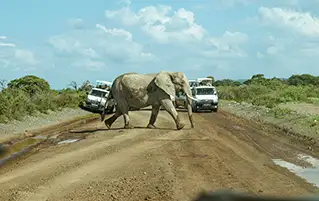 Kenya grand safari trip covering Samburu, Ol Pejeta, Lake Nakuru, and Maasai Mara