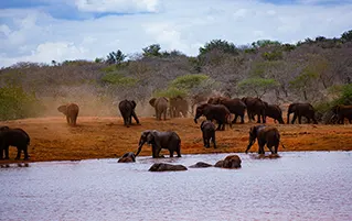 Kenya safari tour featuring Lake Elementaita and spectacular Maasai Mara wildlife encounters