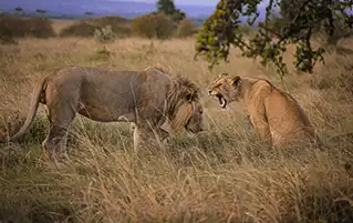 Kenya safari beach holiday combining Samburu wildlife and Malindi coastal experiences