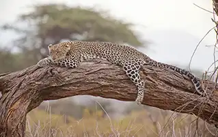 Kenya wildlife holiday packages featuring Maasai Mara, Lake Naivasha, and Nairobi