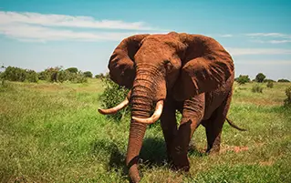 Kenya holiday combining Maasai Mara safari adventures with Mombasa North Coast beaches