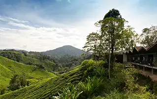 Malaysia honeymoon trip featuring Kuala Lumpur romance and Cameron Highlands misty landscapes