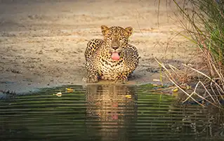 Sri Lanka scenic wildlife tour package covering Sigiriya Ella Yala and nature travel